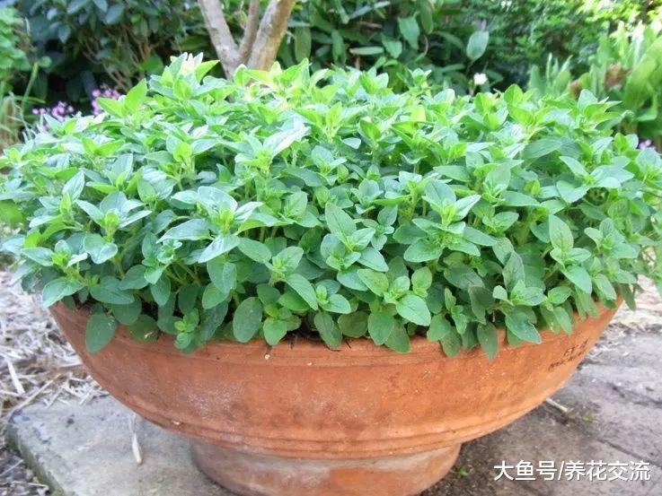 5种观赏性特别好的蔬菜, 在阳台上用花盆就能养, 还有清香的气味