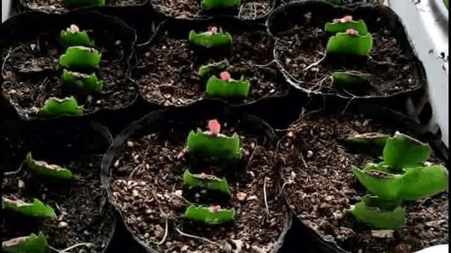 这3种花, 秋天扦插上, 到了日子花开满枝头!