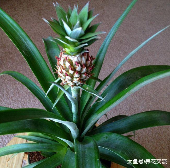 两年前用菠萝叶子扦插的盆栽, 现在结出来一个巴掌大的果子