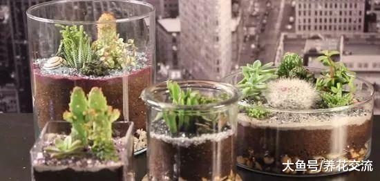 7个简单的步骤教你用玻璃瓶做出可爱的多肉盆景, 看起来像小沙漠