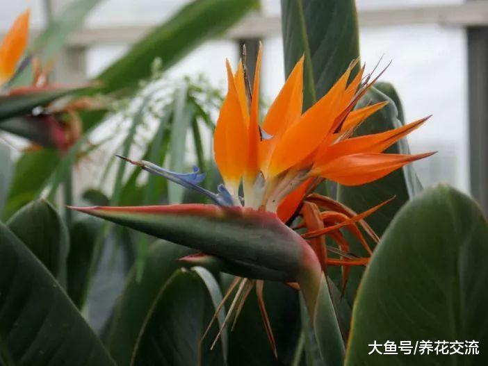 十种很不寻常的花卉, 在花市里只能找到一两种