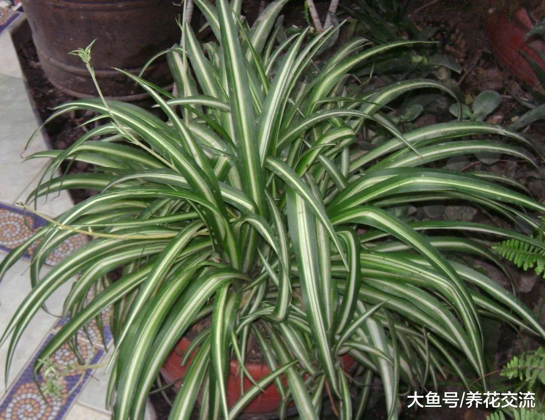 7种适合悬挂在窗台上的耐阴花卉, 每天给一点光照就能生根