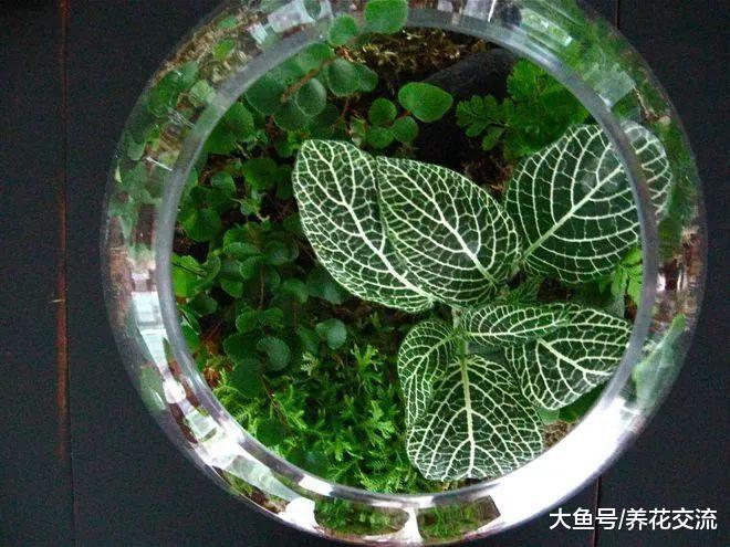 这些创意的盆栽都可以自己diy, 给你一个清新芬芳的家