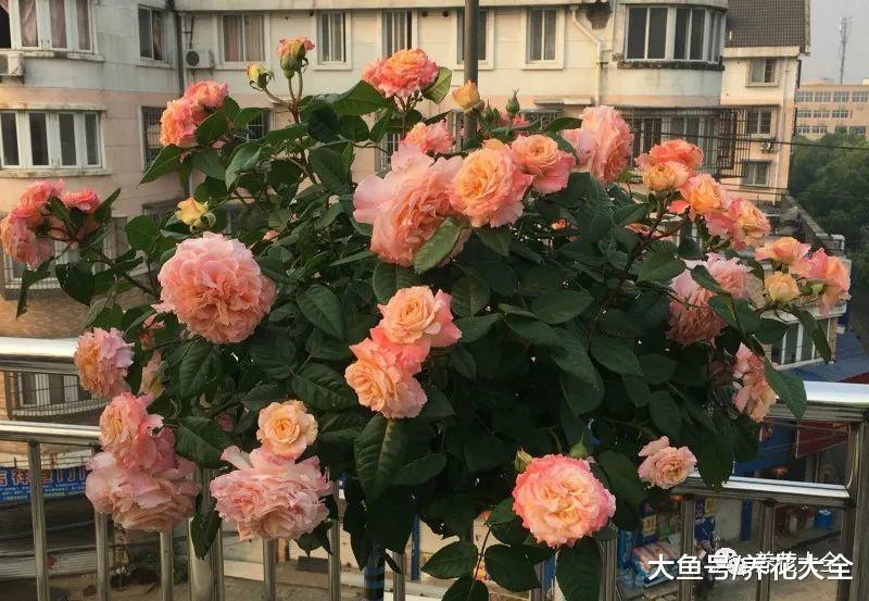 这20种花, 好看又好养, 是养花新手们的最爱!