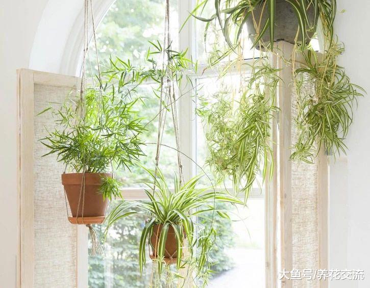 5种特别耐阴的盆栽植物, 养在桌面上也能生长旺盛