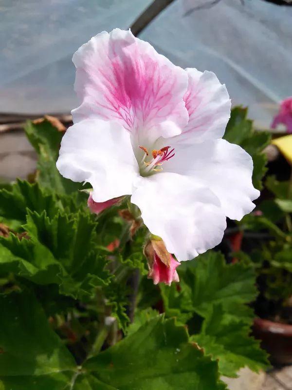 这8种天竺葵, 夏天也能开花, 温度再高也不怕!