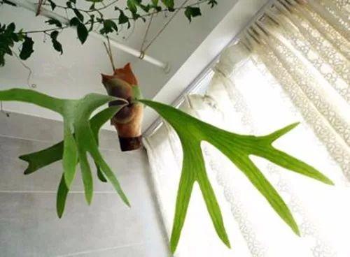 2018年火爆全网络的植物, 大家都在养, 你家有养殖吗?