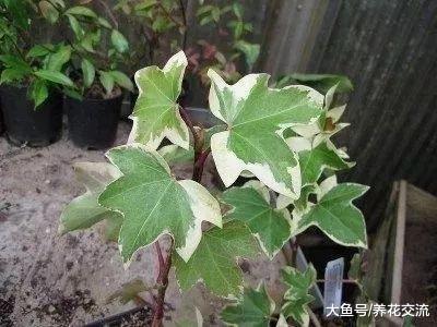 为什么常青藤养在室内茎叶容易干枯, 还容易出现烂根