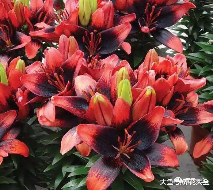 1个球开30朵花, 这些百合品种见都没见过!