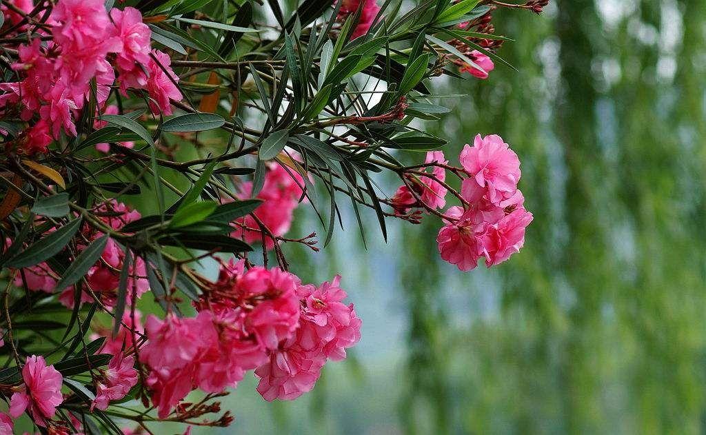 接触到有毒的植物应该如何避免?