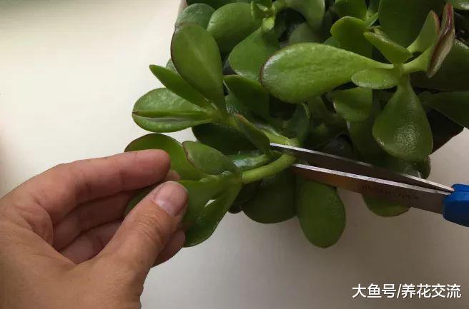 剪一段玉树的枝条快速繁殖成新的盆栽, 做好这几部就行了
