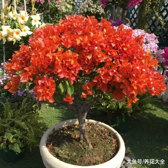 把这9种花简单一修剪, 花开不断, 还长成了棒棒糖!