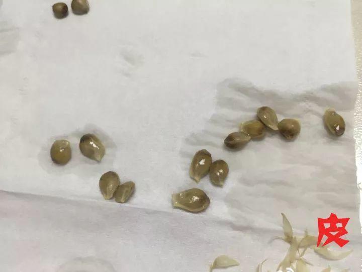 吃剩的龙眼核, 弟弟随手塞盆里, 冒出一片小森林!