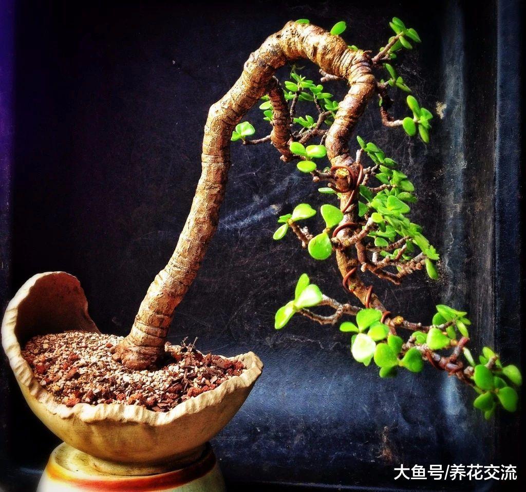 金枝玉叶也能开出灿烂的花朵, 还能塑造成迷人的盆景