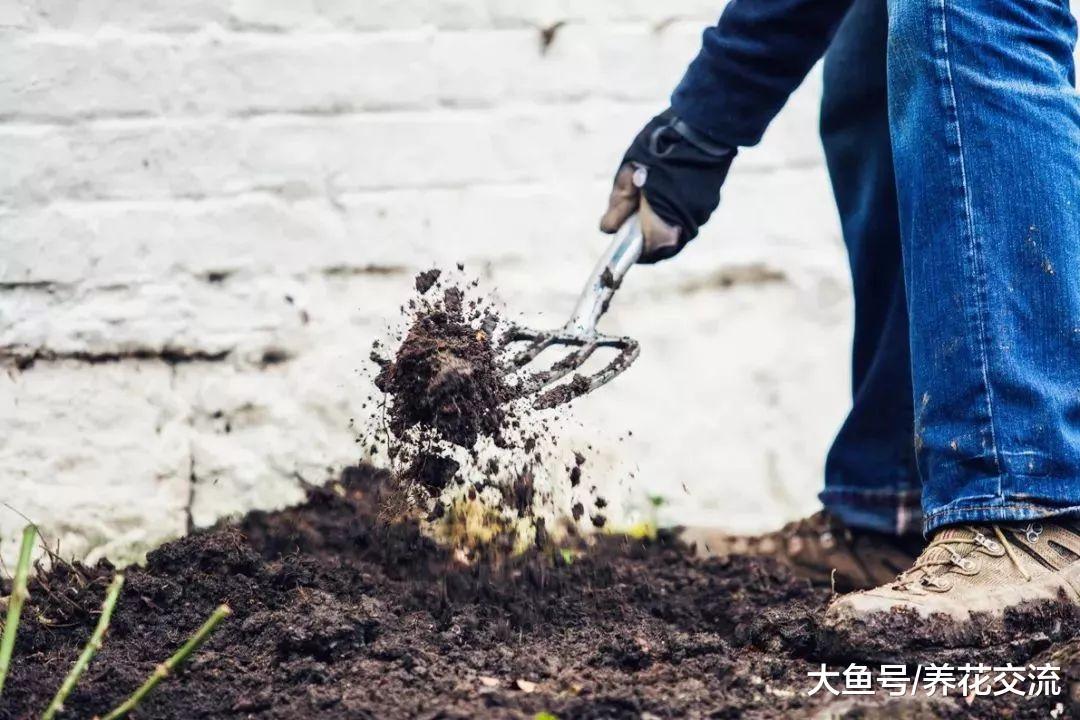 网上买来裸根月季用这些技巧养护, 很容易就能恢复生长