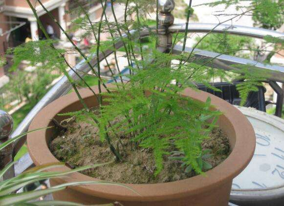 路上这“3种”东西快点捡, 拿来养花, 个个是“神器”, 用上爆盆