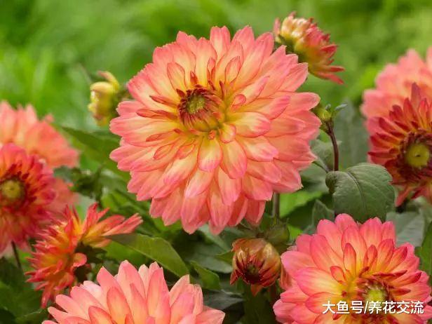 大丽花养在院子里比向日葵还美, 用这些方法养护可以年年开花