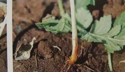 养花中, 这些常见的病虫害和处理方式你都知道吗? 该了解一下了!