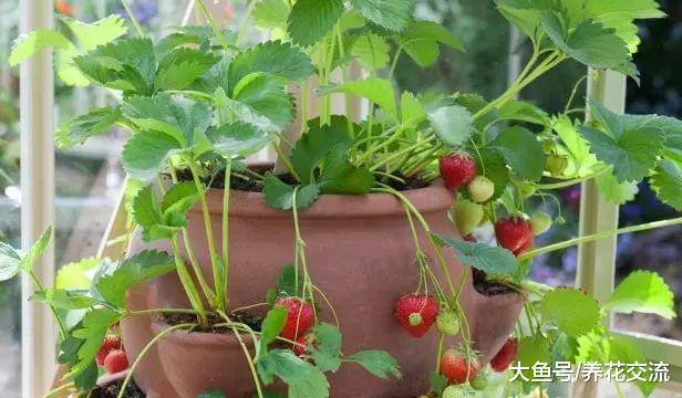 掌握这些养护盆栽草莓的技巧, 在阳台上也能不断收获