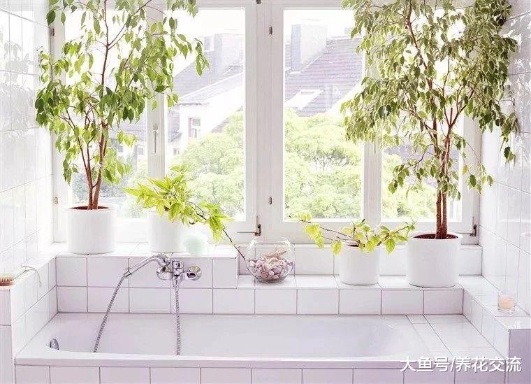 浴室里面养这些植物, 可以让你的生活更加健康
