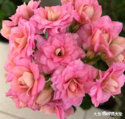 想养长寿花? 那就试试这几种, 好养又好看!