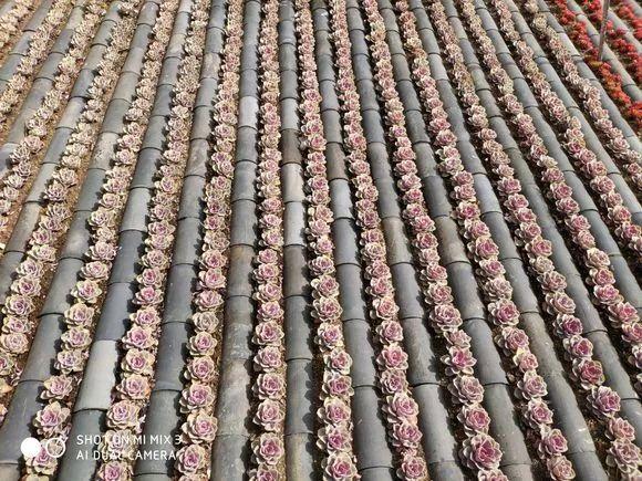 原来多肉适合种在屋顶上, 一年不用管, 轻松出状态!