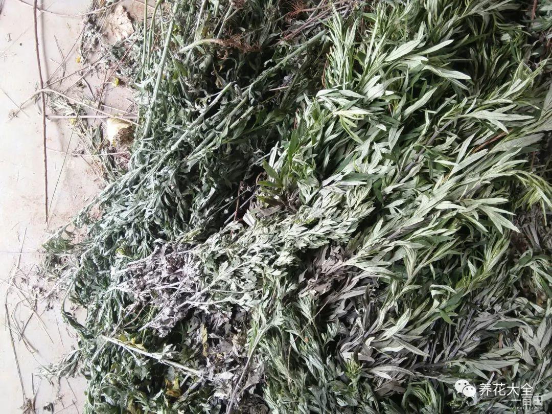门口的艾草别丢, 拿来驱蚊子, 实用又无害!