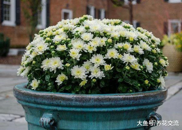 这些植物可以去除家里的臭味, 天然的空气清新剂