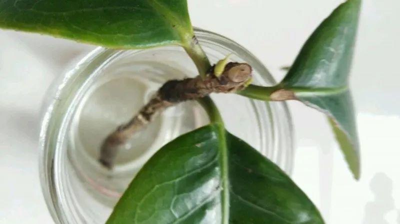 阴雨天快扦插, 简单成活率高, 1分不花养10盆!