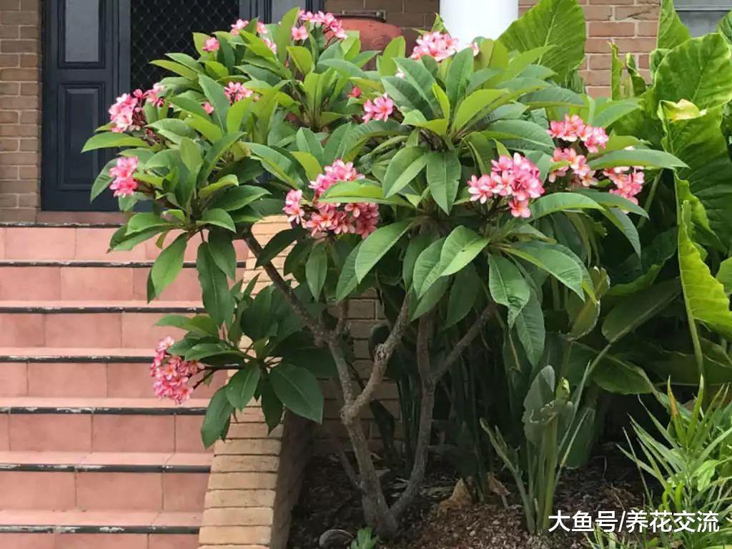 鸡蛋花养成阳台上的盆栽也能不断开花, 看看需要注意什么事项