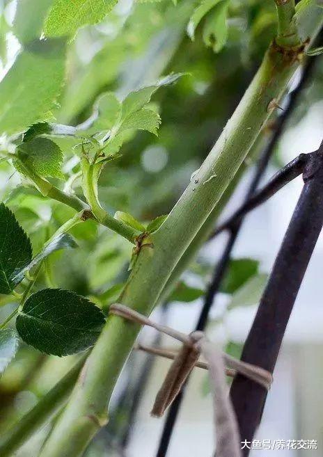月季花用高枝压条的方法繁殖, 移栽后就能成活