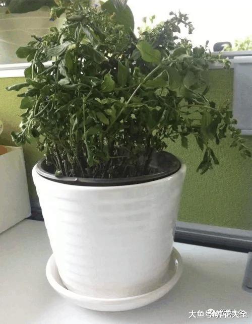 刚买回来的花3天就蔫了? 学1招, 让它水灵灵长到爆盆!