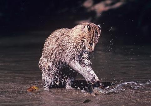 钓鱼猫爱吃鱼也善于钓鱼, 凶猛程度堪比小老虎