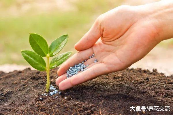 养花种菜的人都应该了解的6个肥料秘诀, 促进植物生长强壮