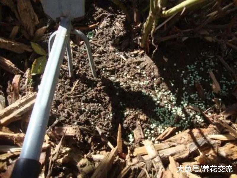 新手养的月季花特别容易挂掉, 做好下面这两点就非常关键