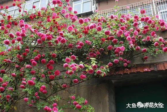 月季绣球铁线莲打造的院子, 墙上开满了花!