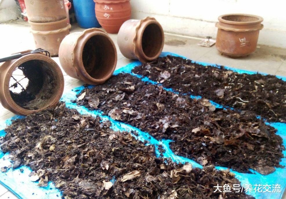 自己在家里用废弃的花盆就能制作有机堆肥, 只需要掌握7个技巧