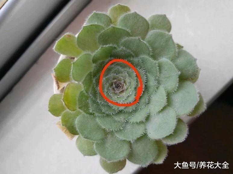 多肉养护小技巧, 简单实用, 让你的肉肉安全度夏!