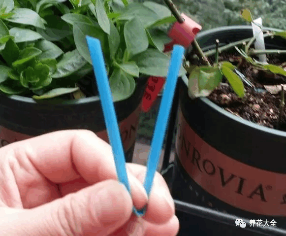 养花还用花钱? 一根吸管就搞定, 学1招省老钱了!