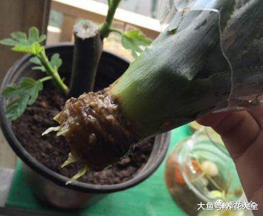 在家种菠萝, 做到这几点, 长出的果实又大又甜!