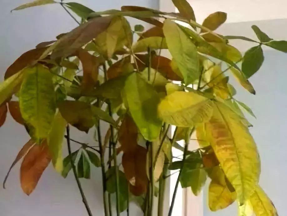 发财树卷曲还下垂? 赶紧抢救, 问题都出在这了!