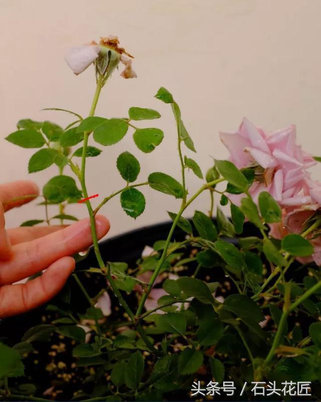 盛花期过后的月季, 经过这么一打理, 两周后又是盛花期