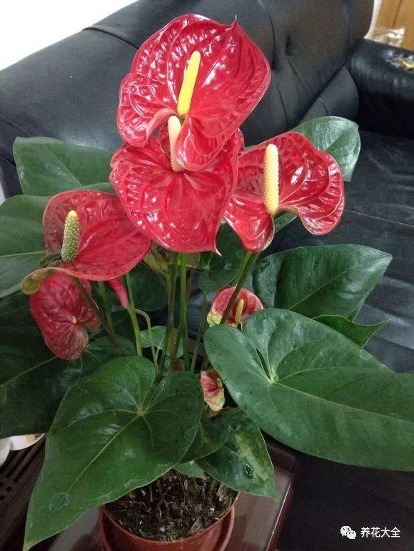 家里的红掌老黄叶? 放在这里养, 一个周就恢复!