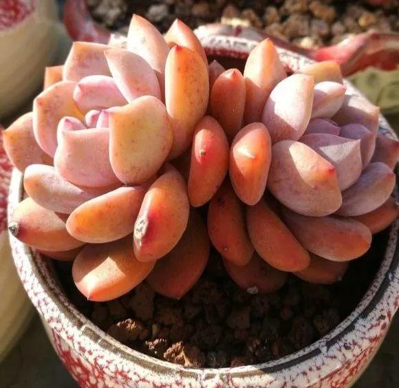 给多肉吃个梨, 呼呼长成胖娃娃, 看着都想咬一口!