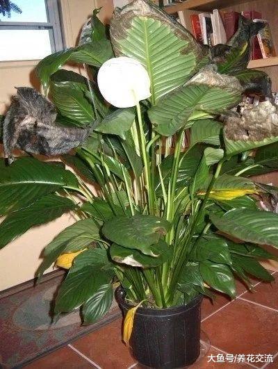 盆栽植物叶片突然变成褐色, 突然死亡是什么原因?