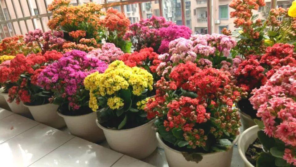 这花太能长, 养1次就上瘾, 半年霸占整间房!