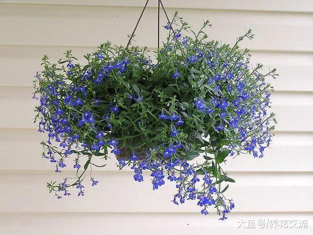 7种适合悬挂在窗台上的耐阴花卉, 每天给一点光照就能生根