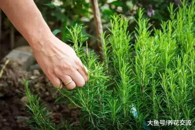在院子里铺上这些观赏植物, 比铺瓷砖要好很多倍