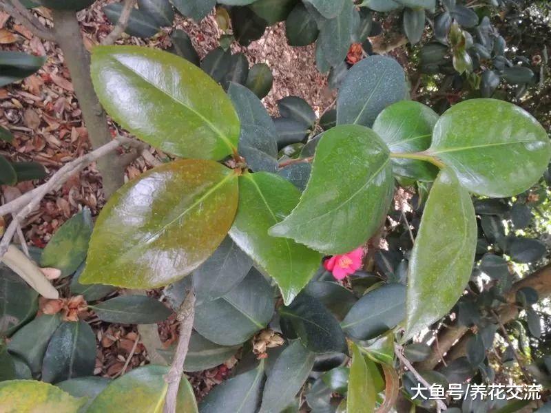 山茶花的叶子出现卷曲, 叶子边缘干枯的状况, 用这些方法都能解决