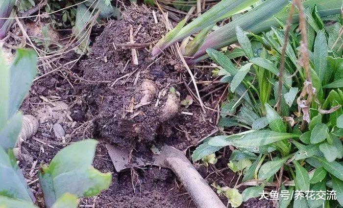 给院子里的鸢尾花分株繁殖, 几年就能长满一大片